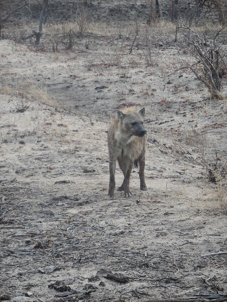 Suedafrika (105)